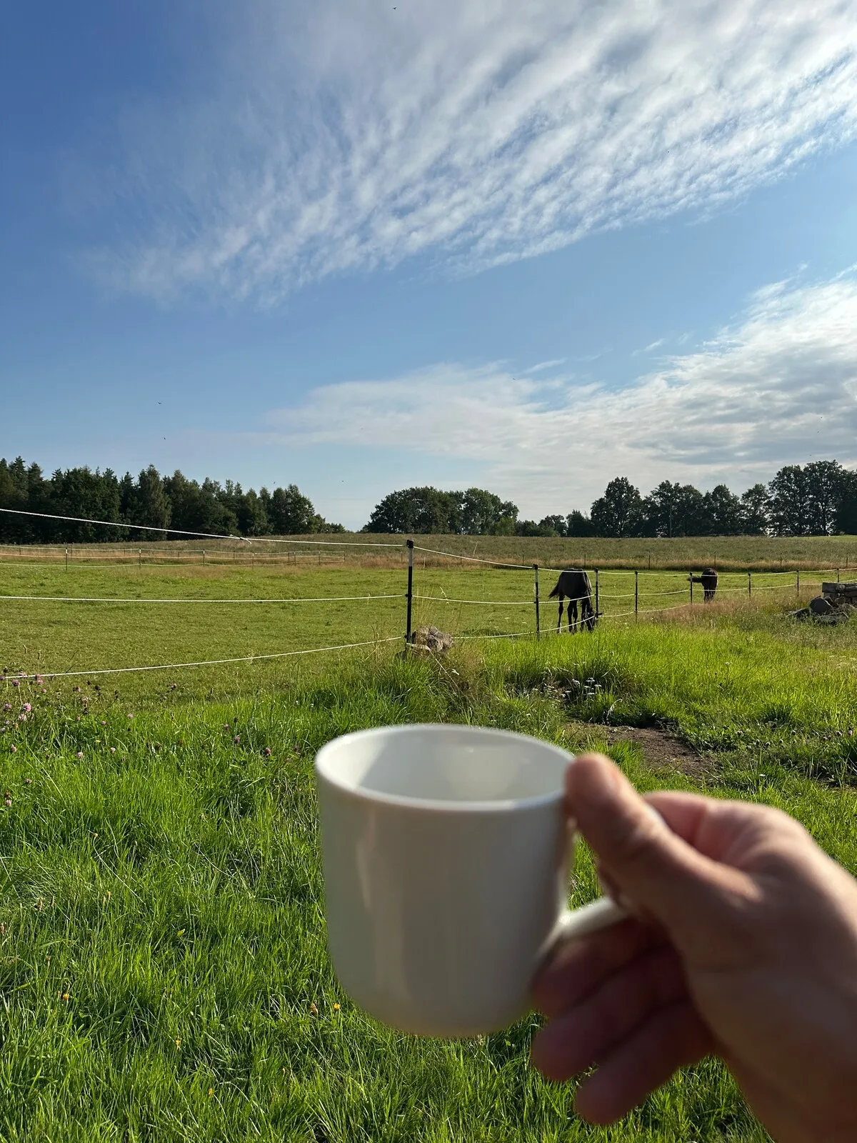 Kaffeetasse mit Blick auf die Pferdekoppel