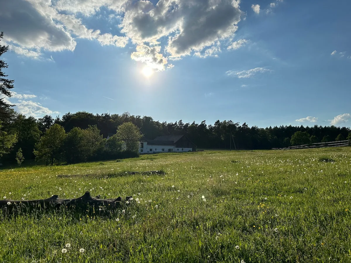 Blumenwiese vor den Hofgebäuden am Waldrand
