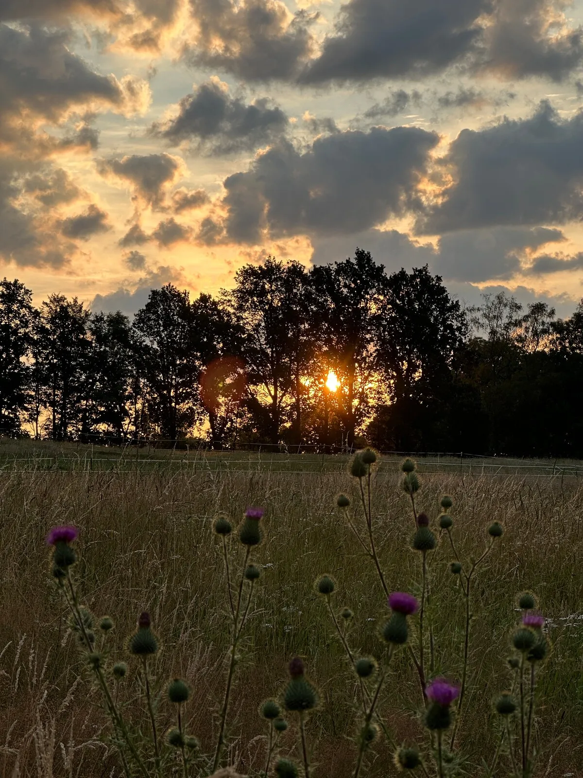 Abendsonne über der Koppel am Waldrand